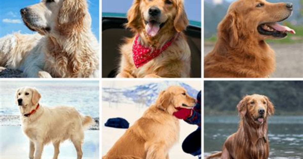 A Comprehensive Guide to "Shy Golden Retriever Euthanasia"