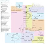 All Biochemical Pathways Share a Common Thread