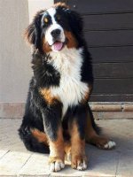Burmese Mountain Dog: the Majestic Canine Companion