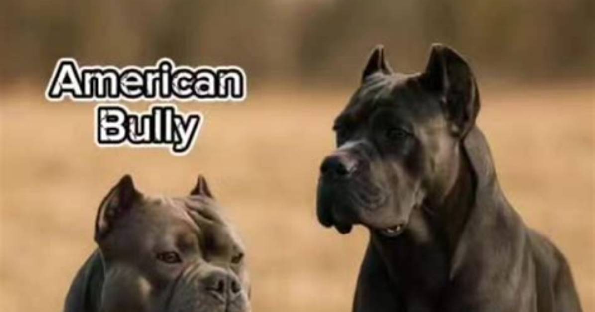 Cane Corso Mixed with Bully