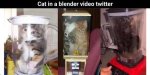 Cat in Blender Video Twitter | Who Is the Person Behind It