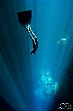 **Diving Deep into the Ocean of Fame: the Story of Sharkboy Taylor**