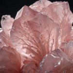 Exploring the Beauty and Significance of Rose Bundh