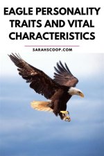 Exploring the Characteristics of an Eagle