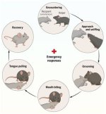 Exploring the Enigmatic Behavior of Mice: the Curious Case of Tidying up Sheds