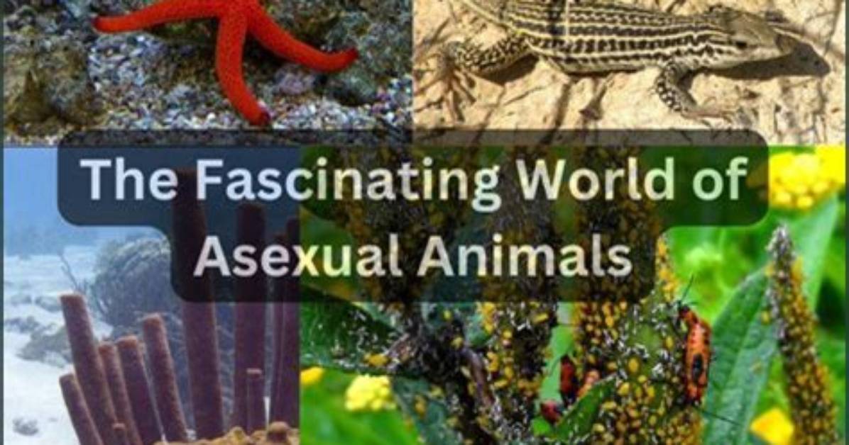 Exploring the Fascinating World of Tarayummy Wiki