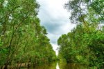Exploring Tram Chim: a Hidden Gem of Vietnam's Wetlands