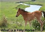 Filly Meaning: Understanding the Term and Its Significance
