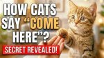 How to Say Come Here in Cat Language
