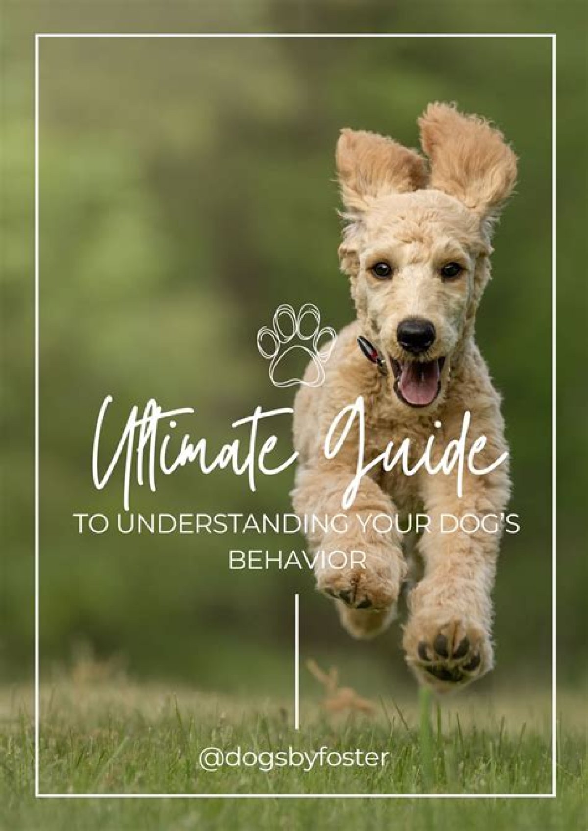 Imskirby Dog: the Ultimate Guide to Understanding This Remarkable Breed