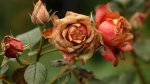 Is Rose Dead at the End of Titanic? What the Movie's Ending Reveals