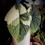 Julesari Onlyfansleaks: the Truth Behind the Hype and What You Need to Know