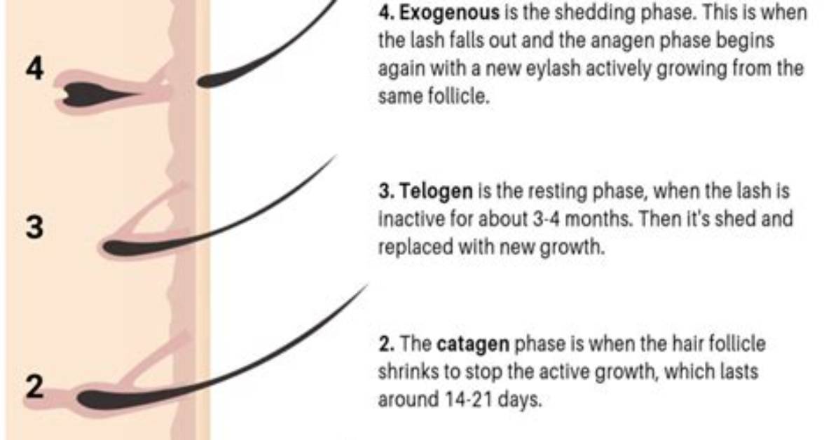 Lash Grow: the Ultimate Guide to Achieving Longer and Thicker Lashes
