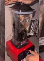 Man Puts Cat in Blender Video