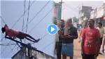 Shocking Video Goes Viral ·