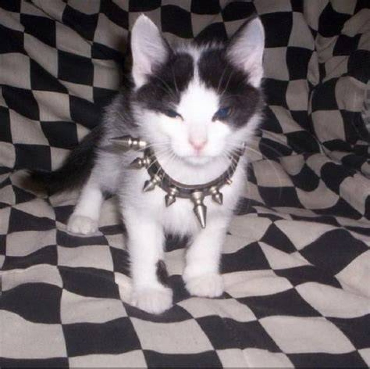 The Little Emo Kitten Onlyfans Leak and Its Impact