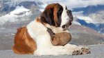 The Myth of the St. Bernard & the Brandy Barrel