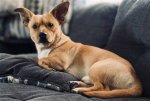 The Perfect Blend: Pitbull and Chihuahua Mix