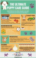 The Ultimate Guide to Dog Care: Everything You Need to Know