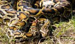 Understanding the 198 Lb Burmese Python: Facts, Care, and Conservation