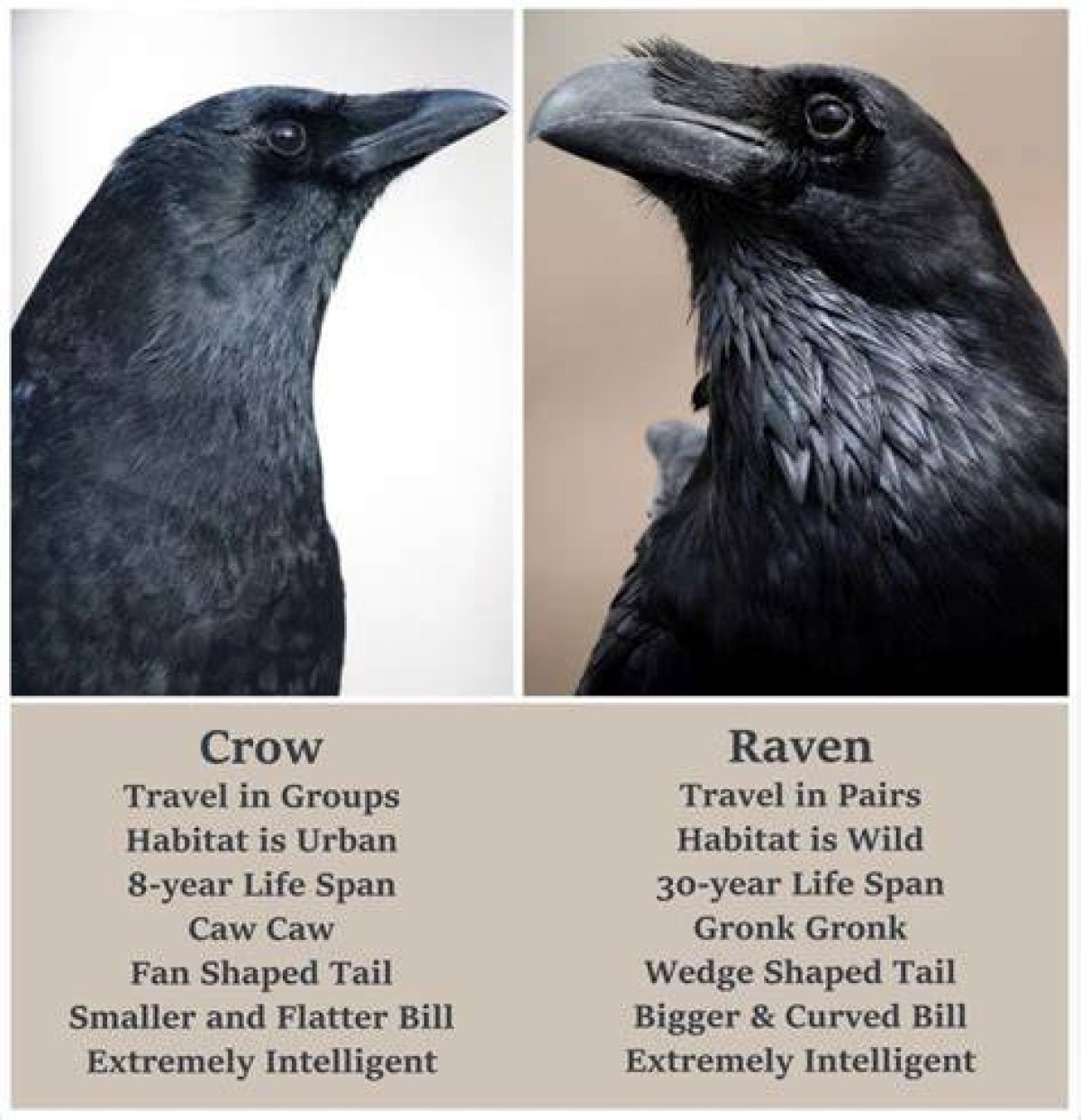 Understanding the Ravens and Crow Difference