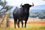 Unlocking the Secrets of the Black Bull Honey Pack