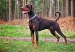 Unveiling the Life of Chad Doberman's Wife: a Journey Beyond the Spotlight