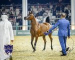 Unveiling the World of Fillies Horse: a Comprehensive Guide
