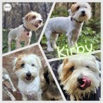 What Happened in the Ims Kirby Dog Incident: a Comprehensive Analysis