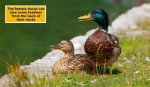 What Happens If a Ducks Mate Dies?