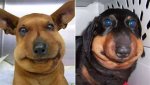 When Humor Bites: the Dog Stung by Bee Meme Phenomenon