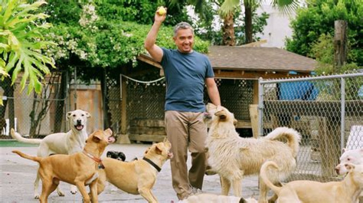 Where Does Cesar Millan Reside?