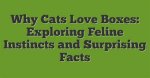 Why Can't This Be Love? Exploring the Depths of Unrequited Emotion