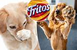 Why Dogs Smell Like Fritos, According to a Veterinary Scientist